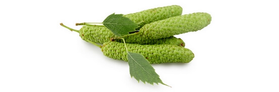 Le macérat de bourgeons de Bouleau pubescent